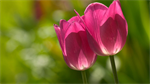 Fond d'écran gratuit de Fleurs - Tulipes numéro 62963